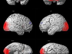 Spatial (retinotopic) coding - Whole-Brain Searchlight MVPA