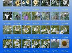 Display images