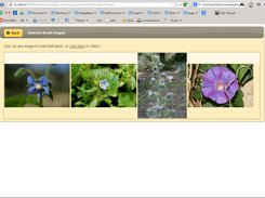 Search for "blue flower"