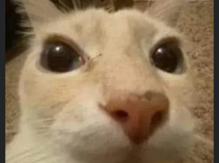 chichi aaaa chichi
