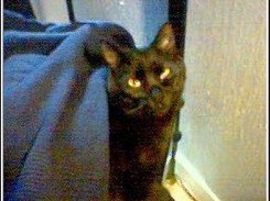 Odine displaying the authors cat.