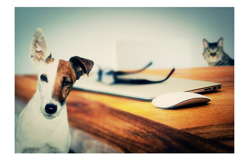 OMNIvet Screenshot 1