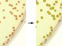 Many colonies on the edge
