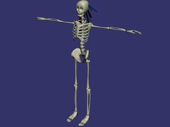 Skeleton