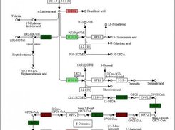 alpha-Linolenic acid metabolism