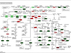 Carotenoid biosynthesis