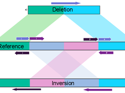 Schematic Showing possible PBHoney Tail orientations 