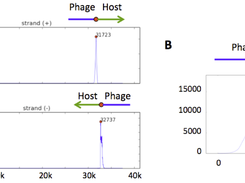 Detection of Mu-like phages.
