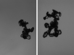 PHIPS Chain Aggregate