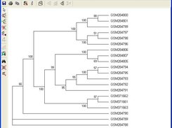 Final Tree