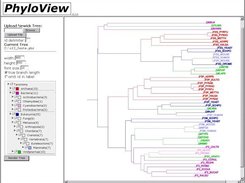 Example of a coloured phylogenetic tree