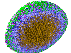 Cutaway view of a 3-D hanging tumor drop spheroid