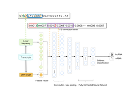 plekv2 lncRNA