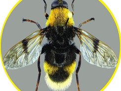 Vitruvian Pocota personata