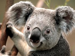 koala1