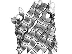 Porin [PDB:3POR] transmembrane beta-barrel