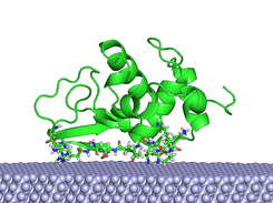 Lysozyme adsorption on hydrophobic PTFE surface