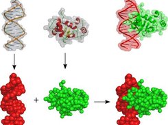 schema of the coarse grain protein/DNA docking process