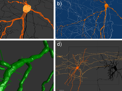 Neuron reconstructions