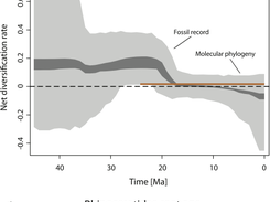 Rates-through-time plots