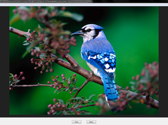 Image Viewer