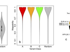 GC content,mappability and population distribution of RRAloci. Panels a and b report the distribution of GC-content percent and mappability of the 100 bp region surrounding each RRA locus (for RRA classes A, B and C) compared to randomly sampled 100 bp regions. Panel c report the distribution of RRA loci across macro populations: African (AFR), American (AMR), Asian (ASN), European (EUR), shared by none (None), two (Two Pop), three (Three Pop) and four populations (Four Pop).