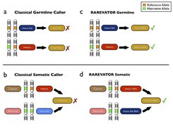 Variant calling scheme for classical SNP and InDel caller and RAREVATOR. Panels a and b report the calling scheme of classical germline and somatic variant callers. Panels c and d report the calling scheme of RAREVATOR for germline and somatic variants. Classical germline callers (panel a) are devised to detect variants from the comparison to the reference genome and, clearly, they are not able to detect variants in RRA loci when the reference allele is in homozygous state. Also heterozygous calls are missed by classical resequencing analysis pipelines, since variant calling is usually followed by a filtering step in which known variants with allele frequency larger than a predefined threshold (usually 0.01) are discarded. Somatic callers (panel b) are devised to detect every kind of differences between normal and tumor samples. However, the probabilistic calling step is followed by a filtering step in which germline variants found in normal sample are used to discard somatic calls. RAREVATOR exploits the GATK Unified Genotyper for interrogating all the RRA loci and detecting germline and somatic variants that contain the reference allele (panels c and d).