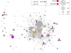 Network of TCGA driver genes containing RRA loci in GRCh37. To build the network we selected all the interactions of HumanNetv1 that link the 291 TCGA driver genes [41]. Node colors represent the most severe RRA variant contained by each gene: none RRA (white), non-exonic (grey), synonymous (orange), splicing (red) and missense RRA (magenta). Node border colors represent the TCGA cancer type for which the gene has been predicted to be a driver with maximum mutation frequency: AML (Acute Myeloid Leukemia), BLCA (Bladder Urothelial Carcinoma), BRCA (Breast invasive carcinoma), COAD (Colon adenocarcinoma), GBM (Glioblastoma multiforme), HNSC (Head and Neck squamous cell carcinoma), KIRC (Kidney renal clear cell carcinoma), LUAD (Lung adenocarcinoma), LUSC (Lung squamous cell carcinoma), OV (Ovarian serous cystadenocarcinoma), UCEC (Uterine Corpus Endometrial Carcinoma), UVM (Uveal Melanoma). Node radius gives a measure of the maximum mutation frequency of the driver gene in the TCGA cancer dataset coded by the border color.