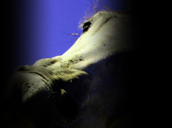 rotated and masked horse