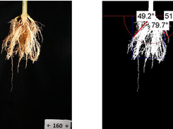 Determination of rooting angles with REST
