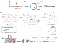 riboFR-seq workflow