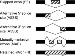RNASeq-MATS Screenshot 1
