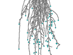 Detecting and classifying root tips with RTipC