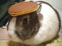 I have no screenshots of my work, so heres a bunny with a pancake on its head.