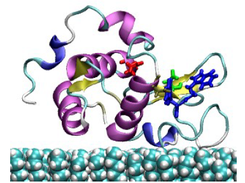 Predicting Lysozyme adsorption on CH3-SAM