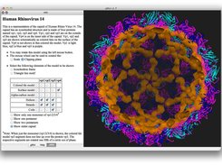 Human Rhinovirus Capsid