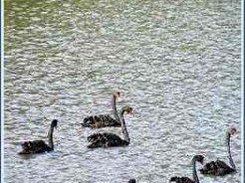 The image made narrower by resizing the window.