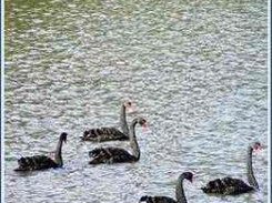 There were six swans, now just five.