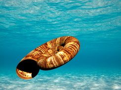 Ammonite