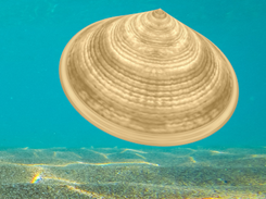 Limpet