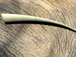 Elephant Tusk