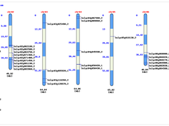 Comparative analysis 
