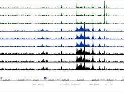 Screenshot 4: Genomic view compared to MAQ and BWA