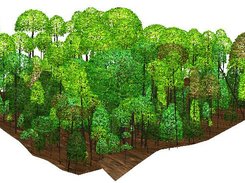 3D visualization of a forest stand