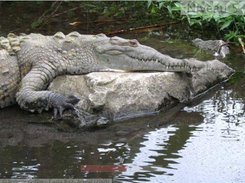 In this picture the mouth of the crocodile is growing bigger