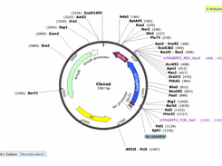 SnapGene Screenshot 1