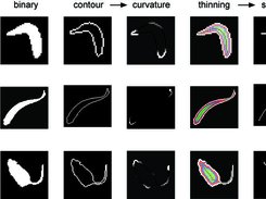 Animal postures in motion