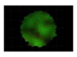 Reaction diffusion system simulated using STSF.