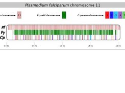 P. falciparum chr. 11 vs. P. yoelii and C. parvum