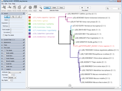 Lowest Common Ancestor with query